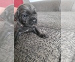 Small #16 Cane Corso