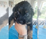 Small Photo #4 Australian Shepherd Puppy For Sale in ORANGE, TX, USA