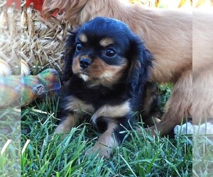 Cavalier King Charles Spaniel Puppy for sale in CARLISLE, KY, USA