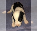 Small Photo #2 Old English Sheepdog-Siberian Husky Mix Puppy For Sale in WAKE FOREST, NC, USA