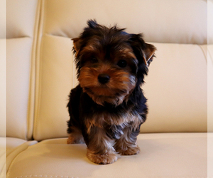 Yorkshire Terrier Puppy for sale in LOS ANGELES, CA, USA