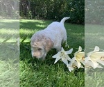 Small Photo #20 Labradoodle Puppy For Sale in DURHAM, CA, USA