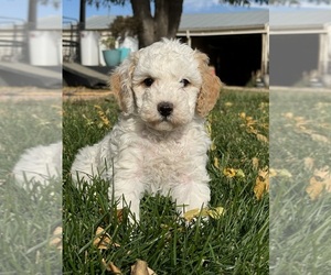 Miniature Bernedoodle Puppy for sale in LONGMONT, CO, USA