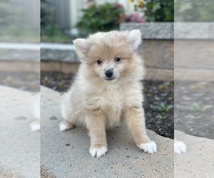 Pomeranian Puppy for sale in CANOGA, NY, USA