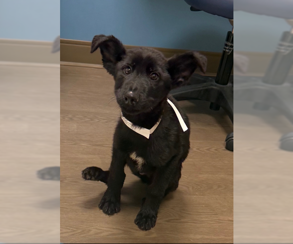 Medium Photo #6 German Shepherd Dog-Unknown Mix Puppy For Sale in MIDWAY, UT, USA