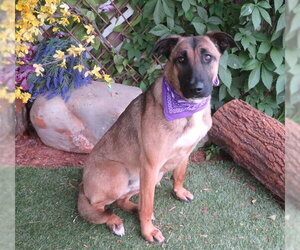 Mutt Dogs for adoption in Oklahoma City, OK, USA