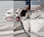 Small #16 American Bulldog-Labrador Retriever Mix