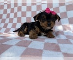 Small #2 Yorkshire Terrier