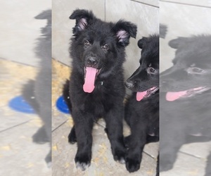German Shepherd Dog Puppy for sale in WARREN, MA, USA