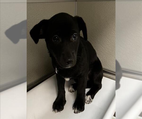 Medium Photo #1 Chihuahua-Unknown Mix Puppy For Sale in Tracy, CA, USA