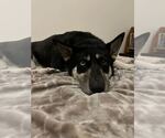 Small #18 Siberian Husky Mix