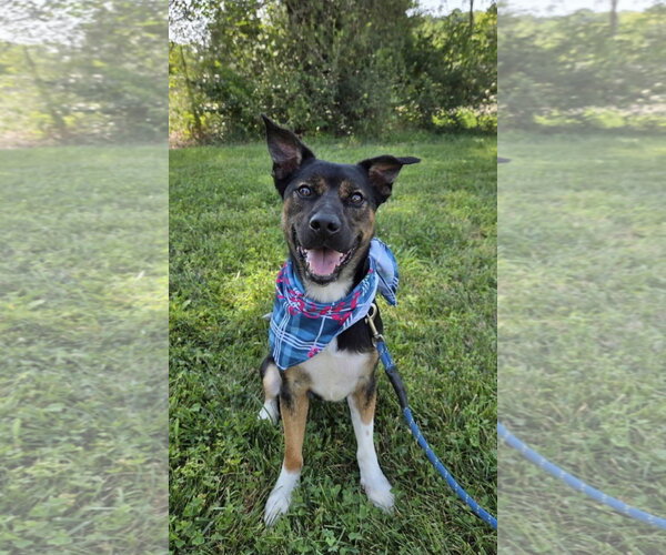 Medium Photo #3 Mutt Puppy For Sale in Germantown, OH, USA