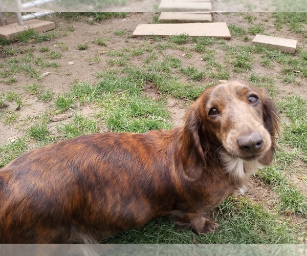 Medium Photo #1 Dachshund Puppy For Sale in CENTRAL POINT, OR, USA