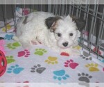 Small Photo #14 Papitese Puppy For Sale in ORO VALLEY, AZ, USA