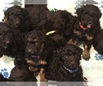 Small Photo #20 Poodle (Standard) Puppy For Sale in ELMWOOD, WI, USA