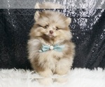 Puppy Swiss AKC Pomeranian