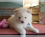 Small Photo #45 Pomeranian-Pomsky Mix Puppy For Sale in RAMSEY, MN, USA