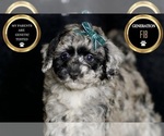 Small Photo #56 Maltipoo Puppy For Sale in WARSAW, IN, USA