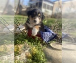 Small Photo #15 Australian Shepherd Puppy For Sale in FARMVILLE, VA, USA