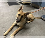 Small German Shepherd Dog