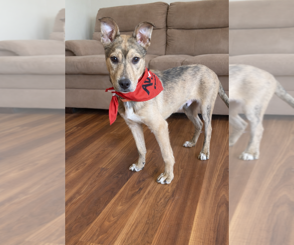 Medium Photo #3 Mutt Puppy For Sale in Springdale, PA, USA