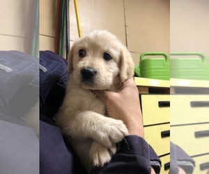 Goldendoodle-Labrador Retriever Mix Puppy for sale in GILL, CO, USA