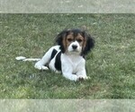 Puppy Pippin Cavachon-Cavalier King Charles Spaniel Mix