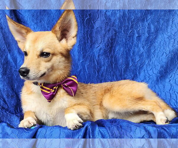 Medium Photo #3 Shiba Inu-pomeranian spitz Mix Puppy For Sale in Cuba, NY, USA
