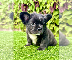 French Bulldog Puppy for sale in SAN DIEGO, CA, USA