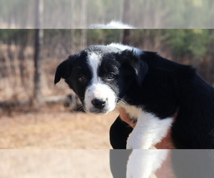 Border Collie Puppy for sale in HENDERSON, TN, USA