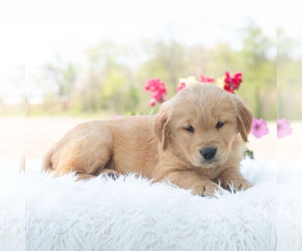 Medium Photo #5 Golden Retriever Puppy For Sale in NEWPORT, PA, USA