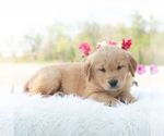 Small #4 Golden Retriever