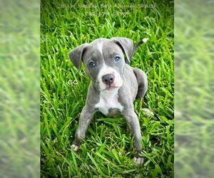 American Staffordshire Terrier-Unknown Mix Dogs for adoption in Nassau bay, TX, USA