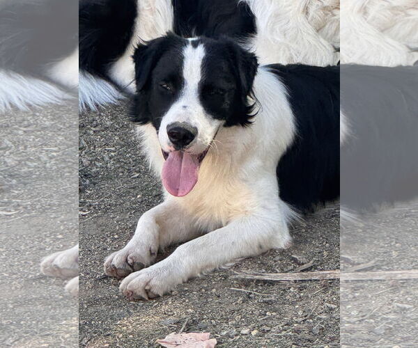 Medium Photo #2 Australian Shepherd-English Springer Spaniel Mix Puppy For Sale in Lake Elsinore, CA, USA