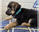 Small #6 German Shepherd Dog