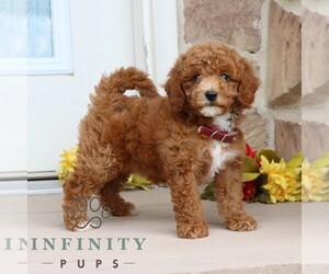 Goldendoodle (Miniature) Puppy for sale in GORDONVILLE, PA, USA