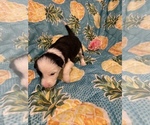 Small Photo #17 Border Collie Puppy For Sale in AIKEN, SC, USA