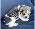 Small Photo #84 English Bulldog Puppy For Sale in WEEKI WACHEE, FL, USA