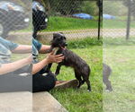 Small #6 Mutt