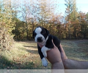 American Pit Bull Terrier Puppy for sale in CLINTON, AR, USA