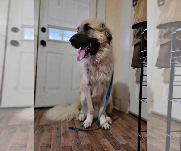 Medium Photo #4  Puppy For Sale in , 