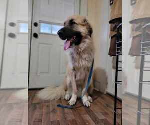 Anatolian Shepherd-Great Pyrenees Mix Dogs for adoption in Croydon, NH, USA