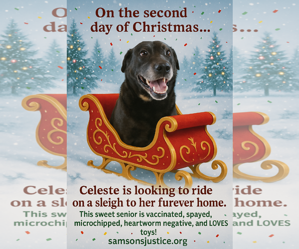 Medium Photo #3 Mutt Puppy For Sale in Orange Grove, TX, USA