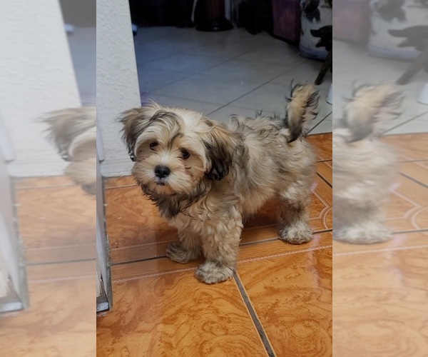 Medium Photo #3 Lhasa Apso Puppy For Sale in PHOENIX, AZ, USA