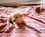 Small Photo #3 Goldendoodle Puppy For Sale in ASHEVILLE, NC, USA