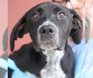 Labrador Retriever-Unknown Mix Dogs for adoption in San Antonio, TX, USA