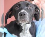 Small Labrador Retriever Mix