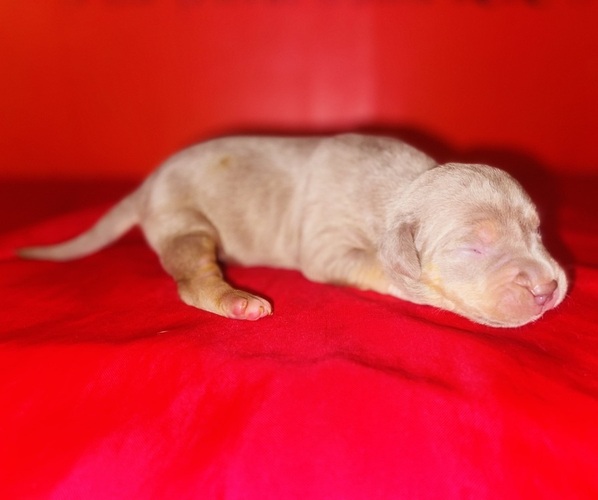 Medium Photo #2 American Bully Puppy For Sale in TRENTON, NJ, USA