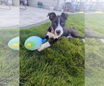 Small #1 Labrador Retriever Mix