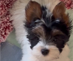 Small #4 Yorkshire Terrier